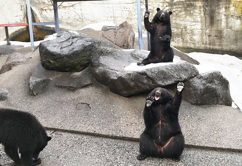 奥飛騨 クマ牧場 ツキノワグマ