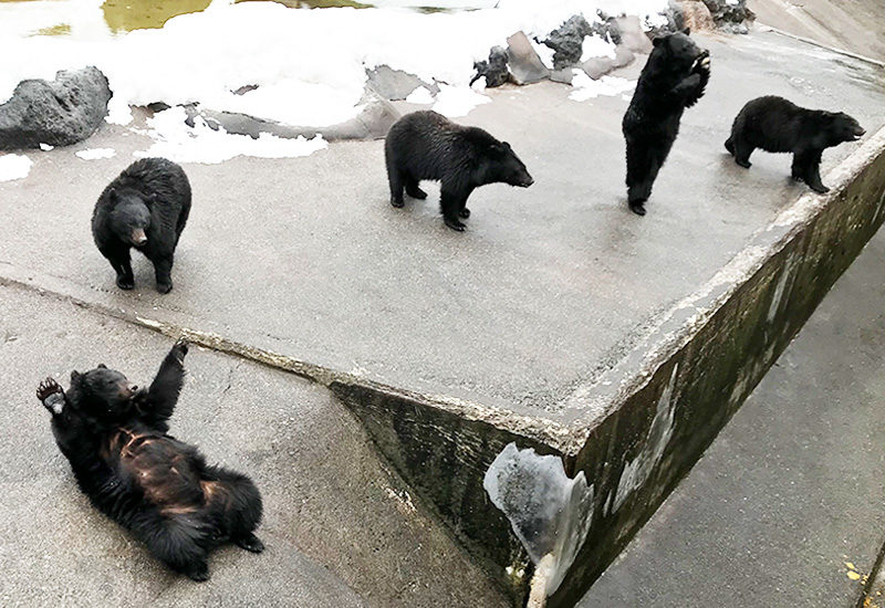 奥飛騨 クマ牧場 ツキノワグマ