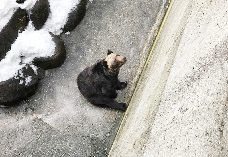 奥飛騨 クマ牧場 ヒグマ