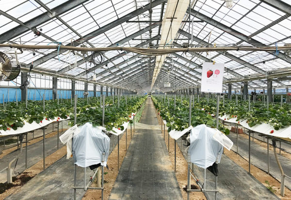 和歌山 バスツアー いちご狩り 農園 紀の國