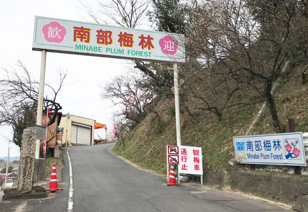 和歌山 日帰り バスツアー 南部梅林 入園門