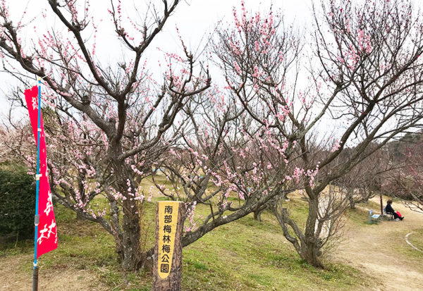 和歌山 日帰り バスツアー 南部梅林 公園